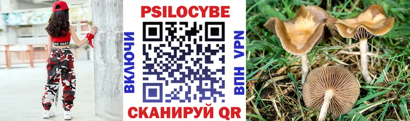 Псилоцибиновые грибы Cubensis  закладка  Чадан 
